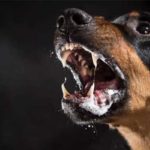 Tunisie : un premier guide national pour renforcer la lutte contre la rage animale