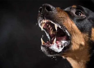 Tunisie : un premier guide national pour renforcer la lutte contre la rage animale