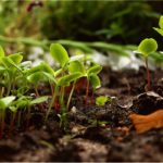 Tunisie : la FAO renforce la planification de l’utilisation des terres (ILUP) Agriculture