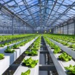 L’agriculture hors-sol : Le nouveau bouclier de la Tunisie face au stress hydrique Serres hydroponiques modernes en Tunisie sous un soleil radieux.