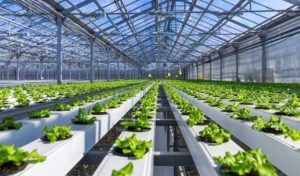 Serres hydroponiques modernes en Tunisie sous un soleil radieux.