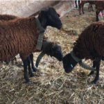 Le projet JESMED «Jesr Méditerranéen de la filière ovine» : une avancée majeure pour l’évolution du secteur de l’élevage ovin