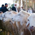 Moutons de l’Aïd en Tunisie : entre hausse des prix, inflation et attachement à la tradition mouton