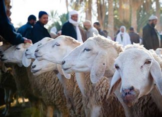 Moutons de l’Aïd en Tunisie : entre hausse des prix, inflation et attachement à la tradition mouton