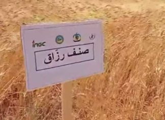 Tataouine : des essais prometteurs pour adapter les céréales au climat aride