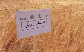 Tataouine : des essais prometteurs pour adapter les céréales au climat aride