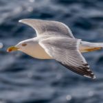 Des oiseaux fortement exposés à la pollution plastique en Tunisie, France et Espagne goélands
