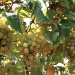 Nabeul : Progression à 85% de la récolte des raisins de cuve