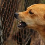 Cruauté animale en Tunisie : Sommes-nous en train de basculer dans l’ensauvagement ? Chien Rage