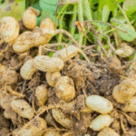 Tunisie: La récolte des arachides à Nabeul est avancée à 60 %