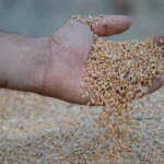 Campagne céréalière 2025 : Les quantités collectées dépassent la moyenne des cinq dernières années