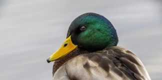 Meteo froid oiseau