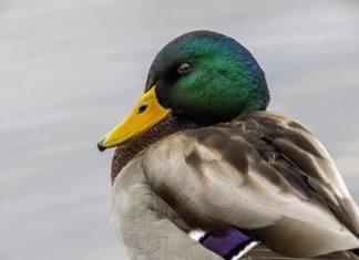 Meteo froid oiseau