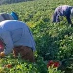 Tunisie : les femmes rurales majoritaires mais marginalisées dans l’accès aux terres agricoles