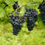 Route des vins, route du cinéma… La Tunisie invente-t-elle le tourisme de niche ? Raisin Vin grappes