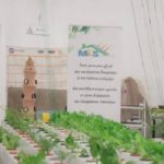 Hydroponie en Tunisie : Un laboratoire innovant pour promouvoir une agriculture durable à Nabeul