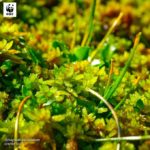 WWF lance un projet de restauration des tourbières de Dar Fatma à Kroumirie pour préserver la biodiversité