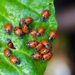 Agriculture durable : la coccinelle, alliée naturelle contre la cochenille des figues de barbarie à Kasserine