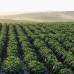 Irrigation intelligente : la technologie LDIMS peut-elle sauver nos récoltes ?