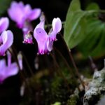 Tunisie : vers un référentiel national pour financer la protection de la biodiversité