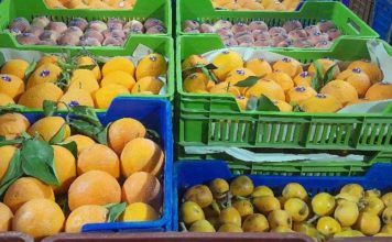 Sidi Bouzid : lancement des travaux d’aménagement du mégaprojet agroalimentaire SOMAPROC