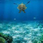 Océan et biodiversité : la Tunisie engagée pour la préservation de ses écosystèmes marins