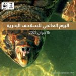 Tunisie : Menacées par le plastique et la pêche, les tortues marines au cœur des préoccupations du WWF