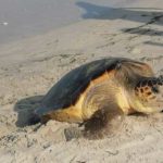Sidi Ali El Mekki : Première nidification observée d’une tortue caouanne dans le nord de la Tunisie