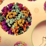 Santé publique : vigilance renforcée contre le virus Chikungunya en Tunisie