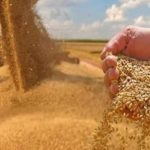 Campagne céréalière 2024/2025 : bilan national et préparation stratégique pour 2025/2026