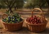Olives Dattes