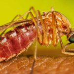 Kasserine : aucun cas de fièvre du Nil Occidental ni de fièvre de la vallée du Rift détecté à ce stade