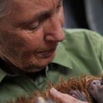 Jane Goodall est décédée : quel héritage pour la science et l’environnement ?