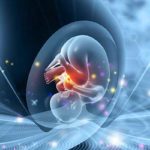 Des chercheurs montrent qu’un fœtus peut déjà reconnaître une langue étrangère avant la naissance