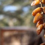 Tunisie : une récolte exceptionnelle de dattes à Kébili, pilier du secteur agricole national