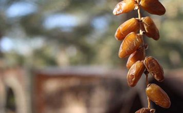 Tataouine : un pôle agricole de 178 MD pour renforcer la production de dattes