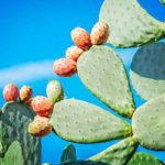 Projet “Cactus/Carbone” : appel à replanter 600.000 ha de figuiers de barbarie en Tunisie