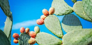 Projet “Cactus/Carbone” : appel à replanter 600 000 ha de figuiers de barbarie en Tunisie