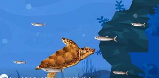 Littoral tunisien : l’APAL renforce la sensibilisation à la protection des aires marines et côtières