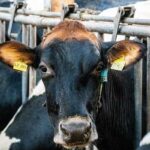 Tataouine : journées d’information pour renforcer l’élevage ovin et la production de moutons de sacrifice