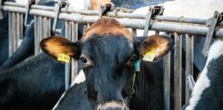 Élevage et climat : la Tunisie impliquée dans un projet mondial de réduction du méthane chez les ovins et caprins