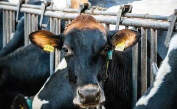 Élevage et climat : la Tunisie impliquée dans un projet mondial de réduction du méthane chez les ovins et caprins