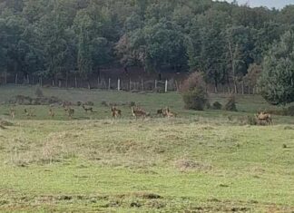 Biodiversité : sauvé de l’extinction, le Cerf de Barbarie regagne son habitat en Tunisie