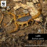 Biodiversité en danger : l’ONU appelle à renforcer la lutte contre la criminalité liée aux espèces sauvages