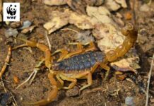 Biodiversité en danger : l’ONU appelle à renforcer la lutte contre la criminalité liée aux espèces sauvages