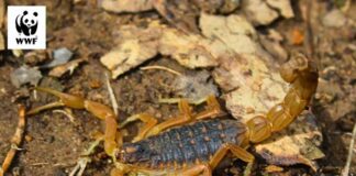 Biodiversité en danger : l’ONU appelle à renforcer la lutte contre la criminalité liée aux espèces sauvages