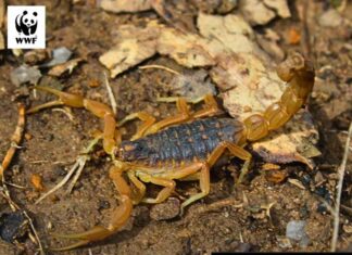 Biodiversité en danger : l’ONU appelle à renforcer la lutte contre la criminalité liée aux espèces sauvages
