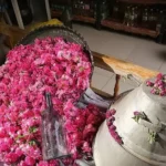 Floriculture tunisienne : entre potentiel économique élevé et défis structurels à surmonter