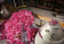 Floriculture tunisienne : entre potentiel économique élevé et défis structurels à surmonter