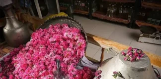 Floriculture tunisienne : entre potentiel économique élevé et défis structurels à surmonter